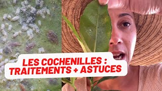 🪴Les cochenilles comment les reconnaître traitement  astuce [upl. by Elehcir98]