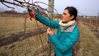 Pruning and Establishing Cordons in New Cold Climate Grapevines [upl. by Sirapal]