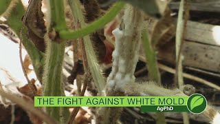 White Mold in Soybeans 1055 Air Date 62418 [upl. by Weide]