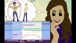 Physiology of the Estrous cycle and follicular growth waves in cattle [upl. by Ciryl]