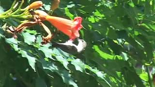 RubyThroated Hummingbirds Behavior and Myth [upl. by Spring]