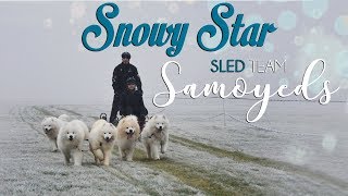 Snowy Star Sled Team Samoyed  Minikowo 2016 [upl. by Atnas]