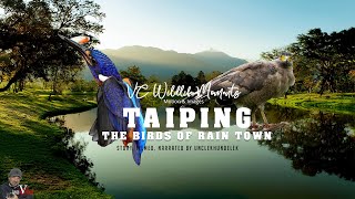 Taiping Birding  The Birds of Rain Town [upl. by Monie]