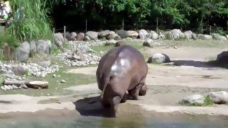 World record Biggest Fart  The Hippo [upl. by Ut]