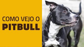 Como vejo o PITBULL [upl. by Geminian870]