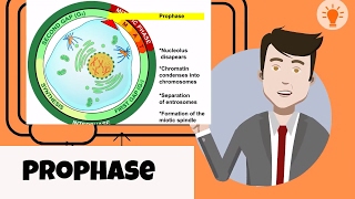 What happens in prophase [upl. by Hcirteid]