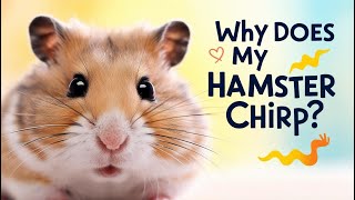 quotWeird Hamster Sounds You Should Knowquot [upl. by Etiuqram849]