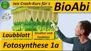 Fotosynthese 1a Skizze Querschnitt Laubblatt  Bau und Funktion Blatt  BioABi [upl. by Hersch883]