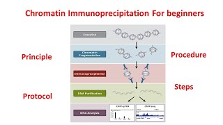 Chromatin immunoprecipitation ChIP explained principle and procedure  ChIP assay [upl. by Itram]