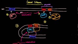 Eukaryotic Transcription Part 1 of 2  General Scheme Involving Enhancers [upl. by Atteiram139]