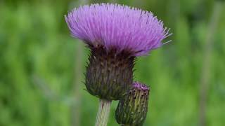 Easy to Grow Plant for Wildlife Cirsium heterophyllum [upl. by Terhune]