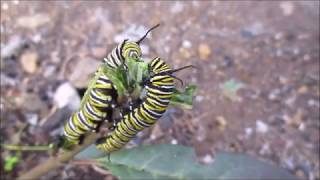 Der Monarchfalter  die Metamorphose  von der Raupe zum Schmetterling [upl. by Bush]