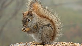 Squirrel Chirping and Barking  Sound of a Squirrel Chirping  Squirrel Sound Effect  Animal Sounds [upl. by Ylenats]