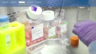 How to subculture passage primary cells [upl. by Philender]