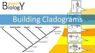 Cladograms [upl. by Lorrac908]