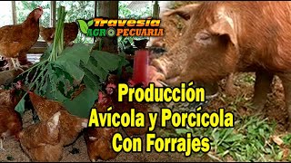 Modelo de Producción Avícola y Porcícola con Forrajes Travesía Agropecuaria [upl. by Dorelle977]