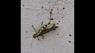 GET CRAMP IN LEG insects grasshopper cramps legs insectlife insectbehavior insecthabitat [upl. by Eberle]