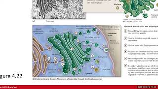 Day 4 BIO 210 700 Lecture FA2024 Cell Part 2 [upl. by Ilan559]