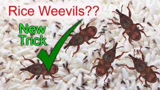 How to Remove Rice Weevils Easily [upl. by Nedrud]