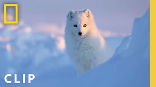 Arctic Fox Love Story  Incredible Animal Journeys  National Geographic [upl. by Nyletac]