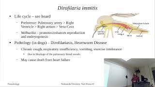 Onchocerciasis and Dirofilaria immitis [upl. by Dina]