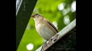 Tokina 80 400 f45 56 AT X D Telephoto Zoom  Pauls Photo Equipment [upl. by Llednik]