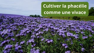 Comment cultiver la phacélie plusieurs années de suite [upl. by Netsua398]