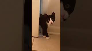 Meow 😻 shortvideo petschannel catfunny cat funny ytpets funnycatvideos pets funnyanimal [upl. by Atinas605]