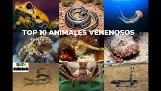 Los Animales Más Venenosos del Mundo ¡Un Peligro [upl. by Enahc]