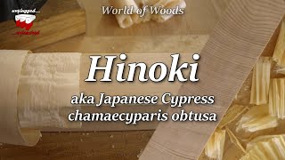 Hinoki  Japanese Cypress chamaecyparis obtusa [upl. by Dlopoel]