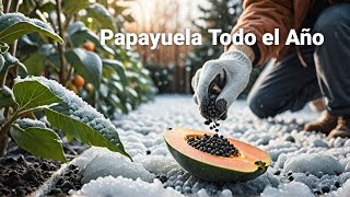 La sorprendente ciencia del cultivo de papayas en clima frío [upl. by Grover]