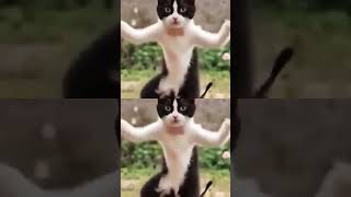 Poocha sir 😅music catlover cat animals cute [upl. by Baalman]