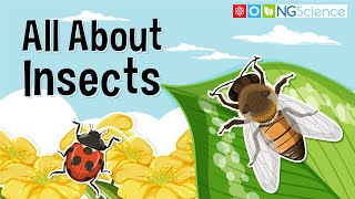 All You Need to Know About Insects [upl. by Mueller]