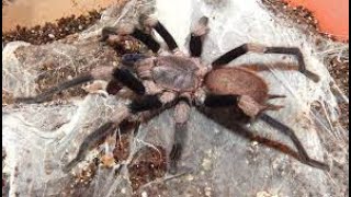 Haplocosmia Himalayana  A Free Tarantula Unboxing [upl. by Fleeman]