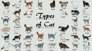 All 98 Types Of Cat In The World [upl. by Verna]