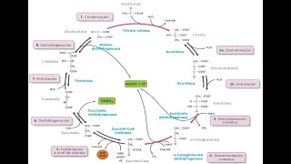 Ciclo de Krebs [upl. by Anedal]