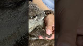 Otter With Injured Hand Heals Quickly😳😳 shorts aty otter WaterSausage [upl. by Kotto]