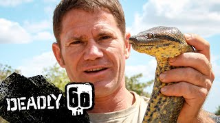 Steve wrestles with a green anaconda  Deadly 60  BBC Earth Kids [upl. by Adnir]