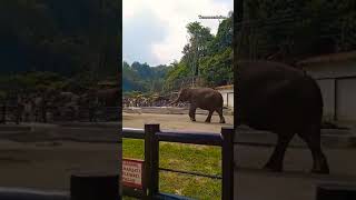 Gajah zoo ElephantAdventure GajahIndonesia WildElephant SaveGajah elephant animals [upl. by Litnahs]