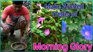 How to grow Morning Glory in Pots or Containers [upl. by Ayerhs]