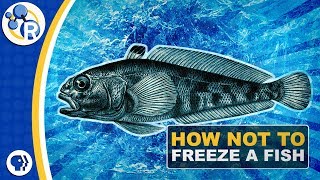 Why Don’t Antarctic Fish Freeze to Death [upl. by Juster]