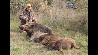 Caccia al cinghiale in Maremma HUNTING WILD BOAR IN ITALY [upl. by Haeli]