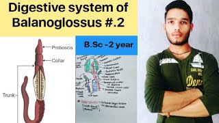 Digestive system of Balanoglossus  BSc 3rd year Zoology 5th Semester 2nd Paper [upl. by Loria744]