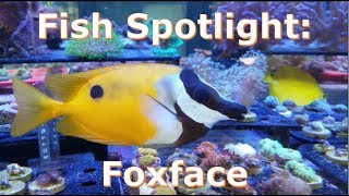 Fish Spotlight Fox Face [upl. by Dearborn]