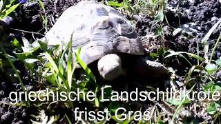 Griechische Landschildkröte frisst Gras [upl. by Ybroc]