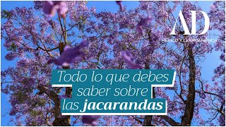 Jacarandas Todo lo que debes saber sobre su historia y temporada [upl. by Meg407]