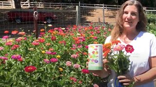 How To Grow Big Beautiful Zinnias From Seed [upl. by Cressida]