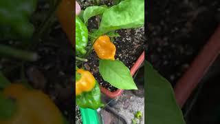 Hot Pepper Garden 🪴 lofi sunset chill lofihiphop music shortvideo [upl. by Ias827]