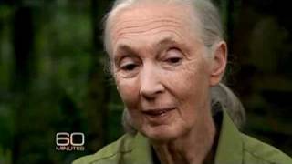 Jane Goodall and Her Chimps [upl. by Yennaiv]