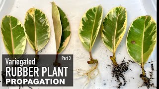 Rubber Plant Ficus Elastica Ficus Tineke  Care amp Propagation  Indoor Plants  Part 3 [upl. by Pump]